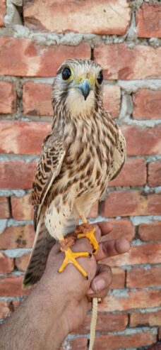Kastrel falcon