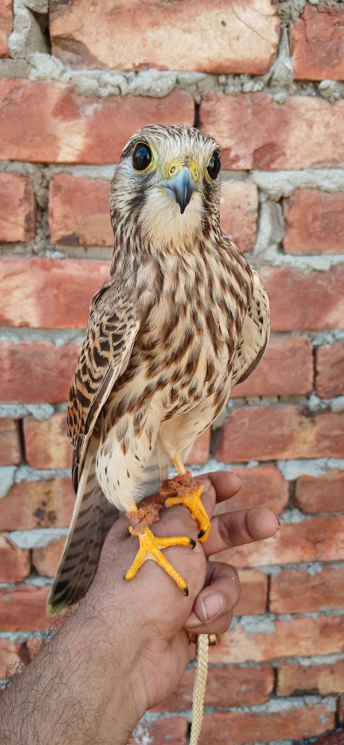 Kastrel falcon
