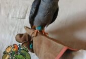 Falcon