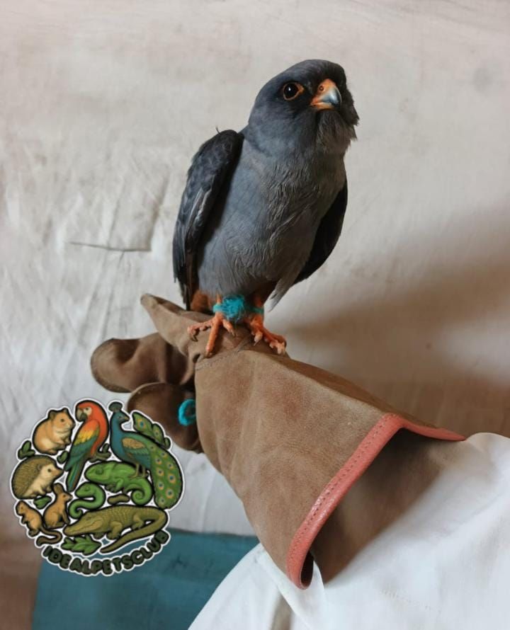 Falcon