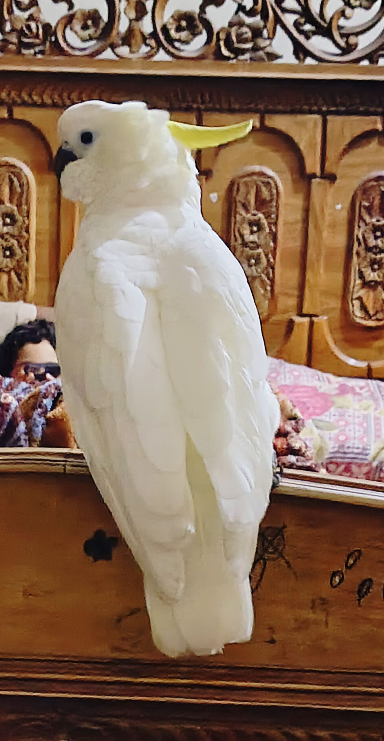 Greater sulphur cockatoo
