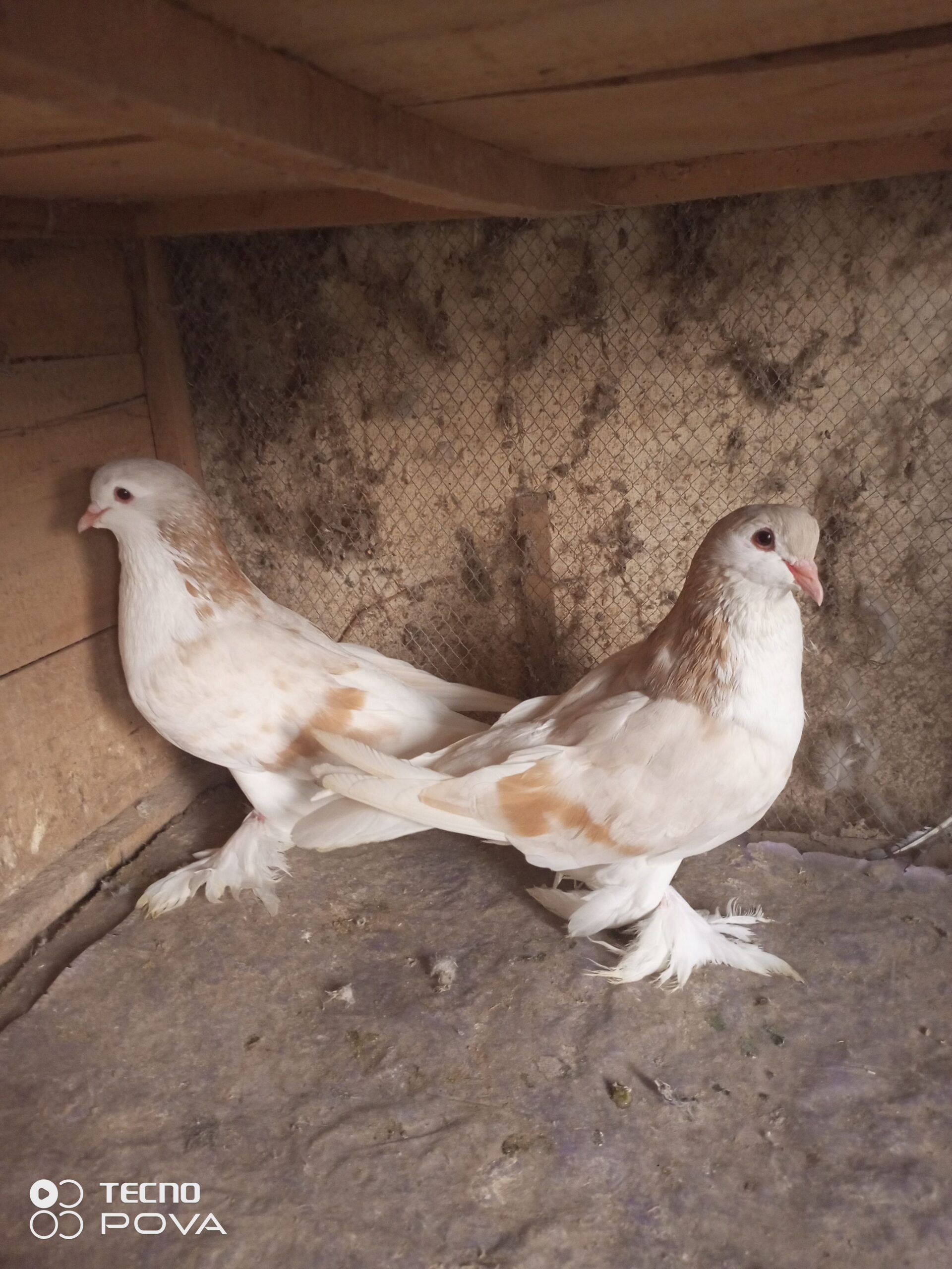 لاہوری شیرازی لاہوری شیرازی پیئر