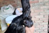 3manth age Thai x chiks four syle