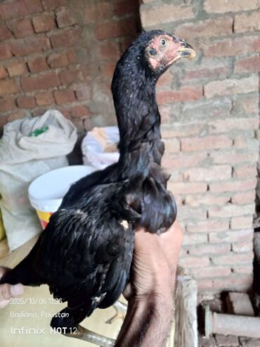 3manth age Thai x chiks four syle