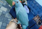 Blue ringneck