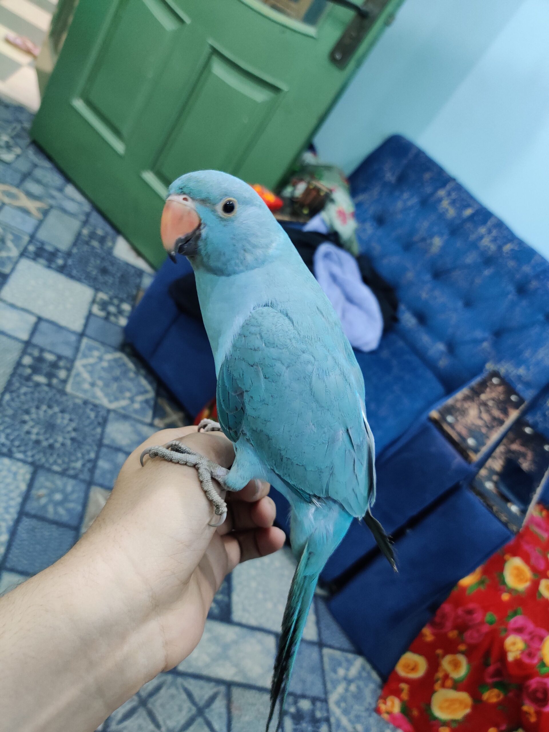 Blue ringneck