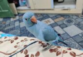 blue ringneck