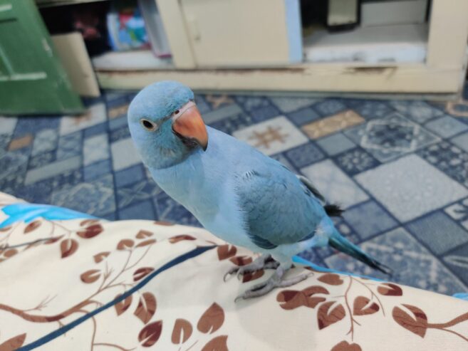 blue ringneck