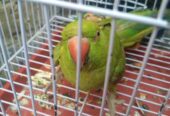 Ringneck male