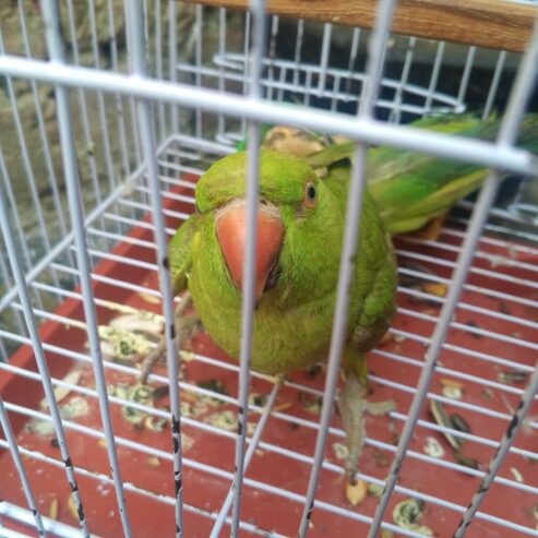 Ringneck male