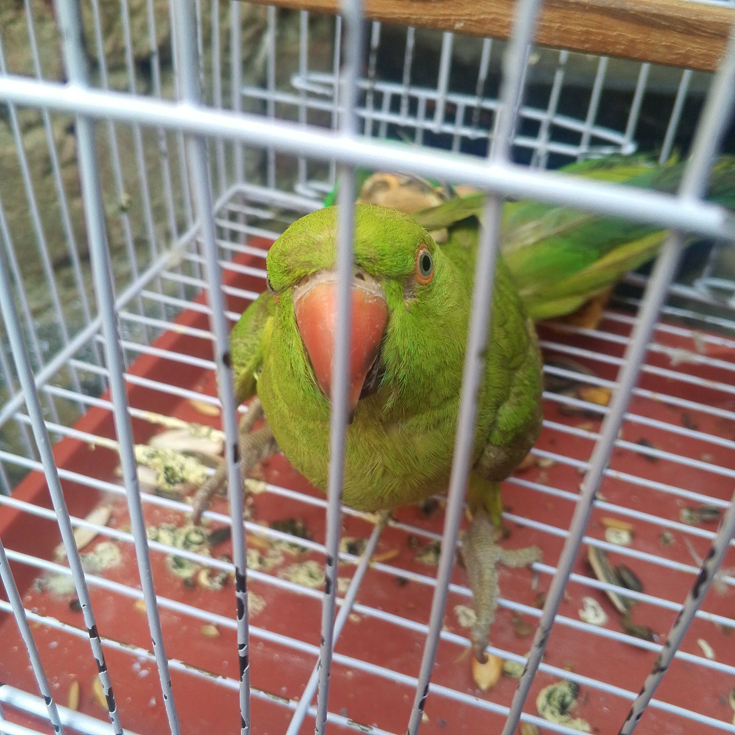 Ringneck male