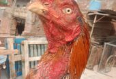 Aseel Oldbloodline