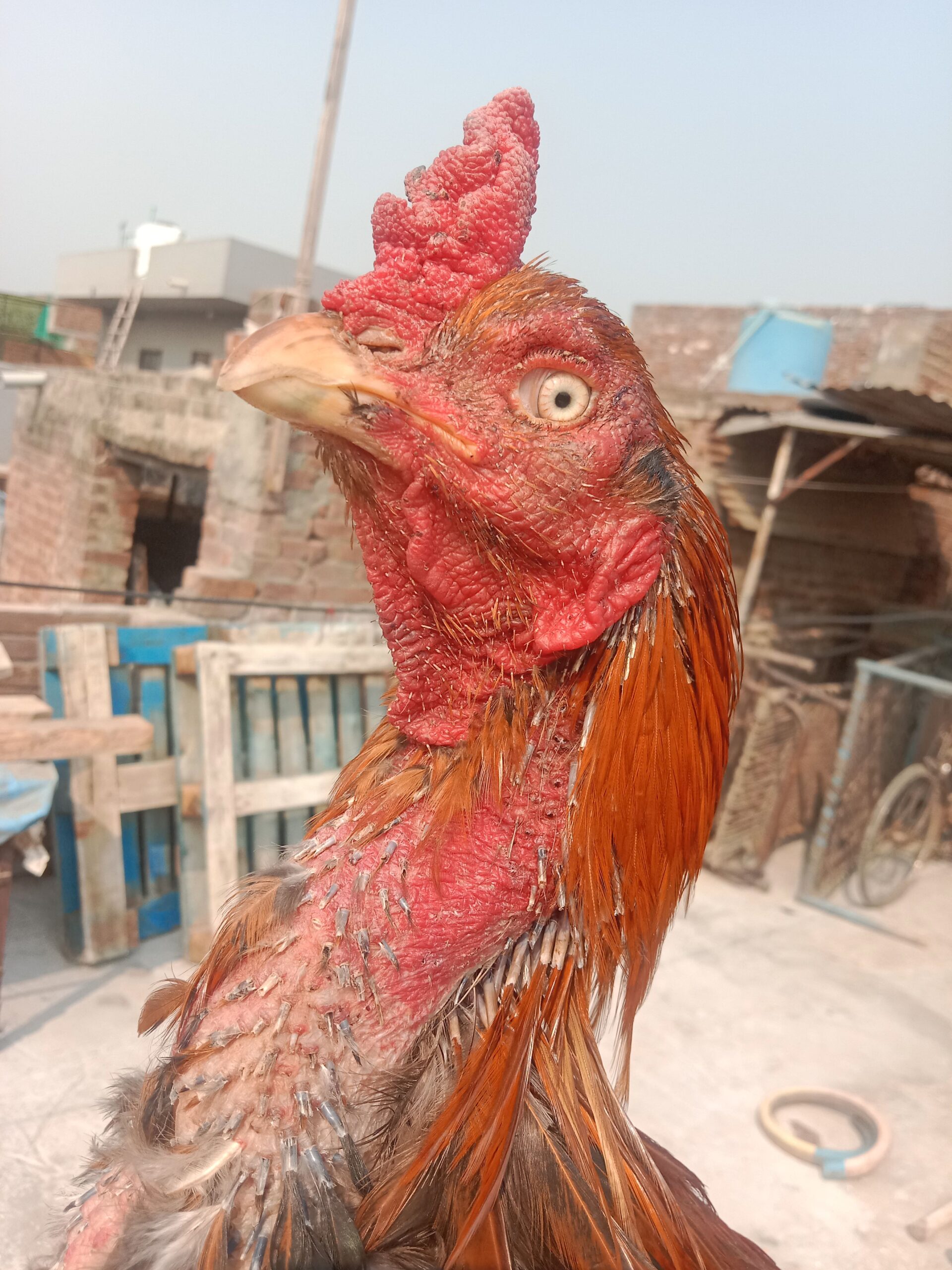 Aseel Oldbloodline