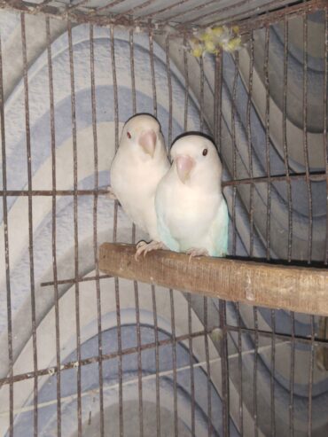 Albino love bird