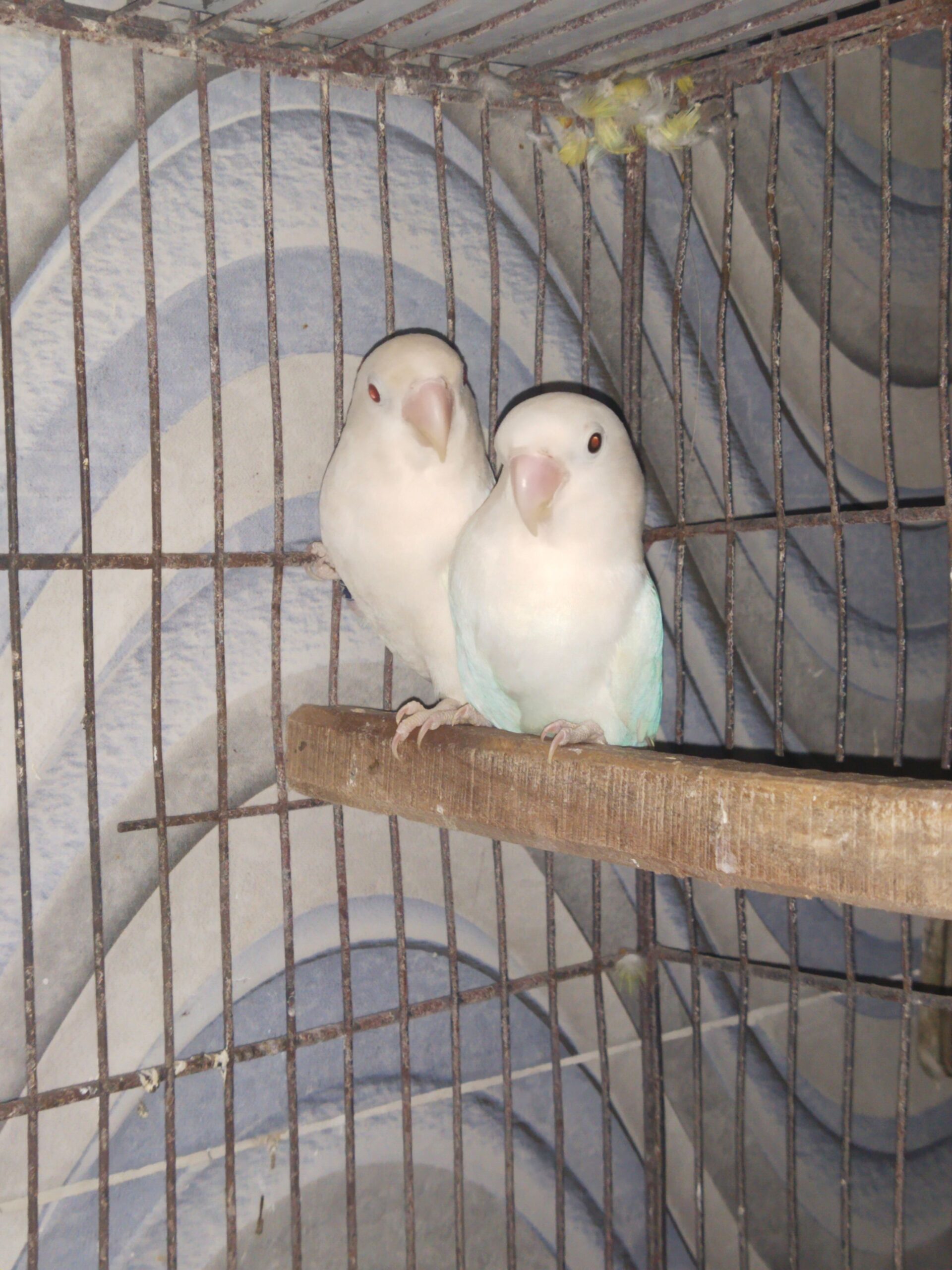 Albino love bird