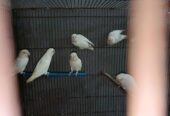 Albino red eyes