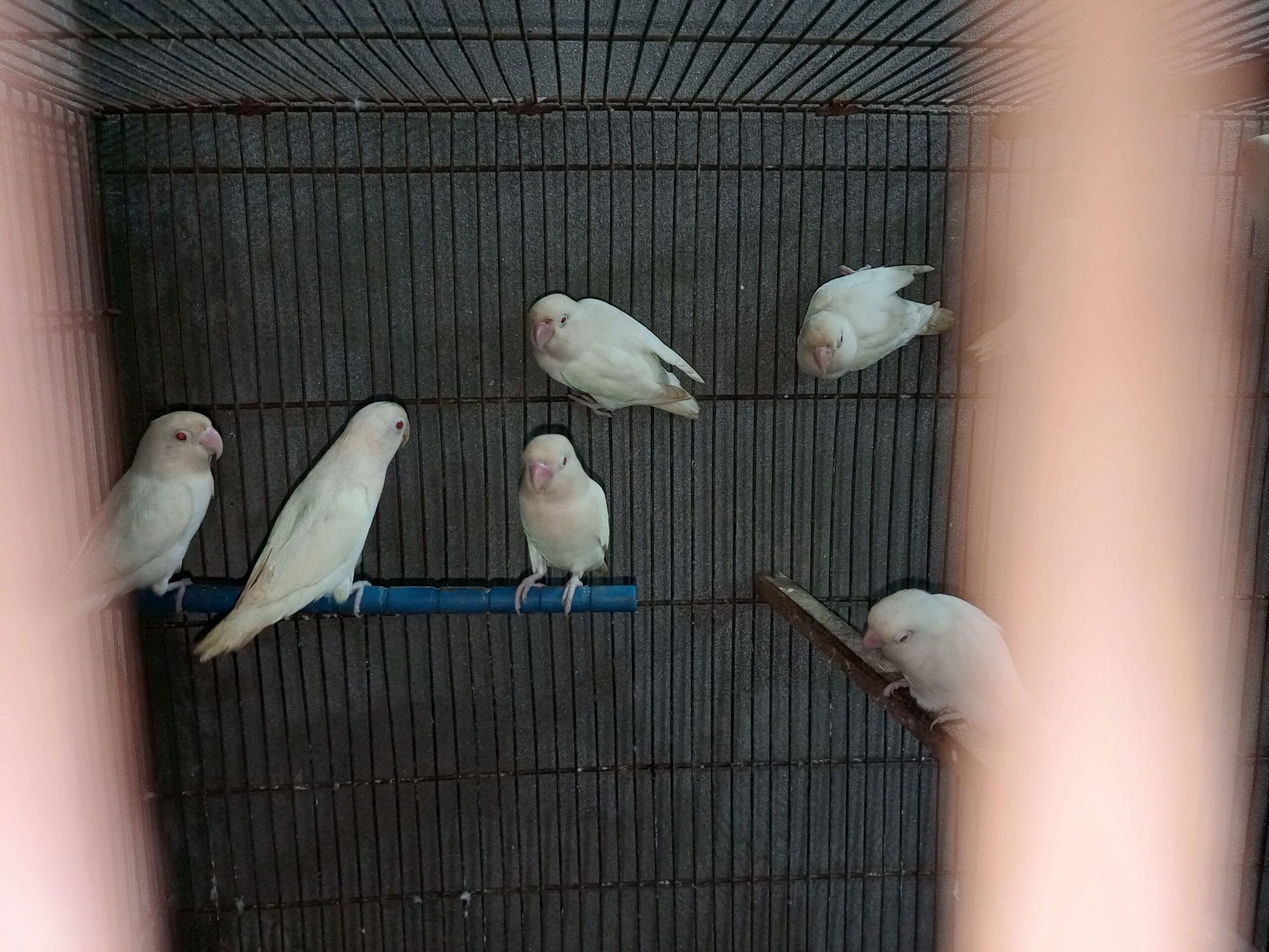 Albino red eyes