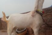 Rajan Puri bakra