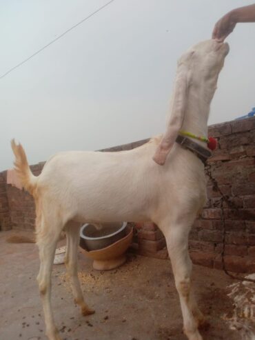Rajan Puri bakra