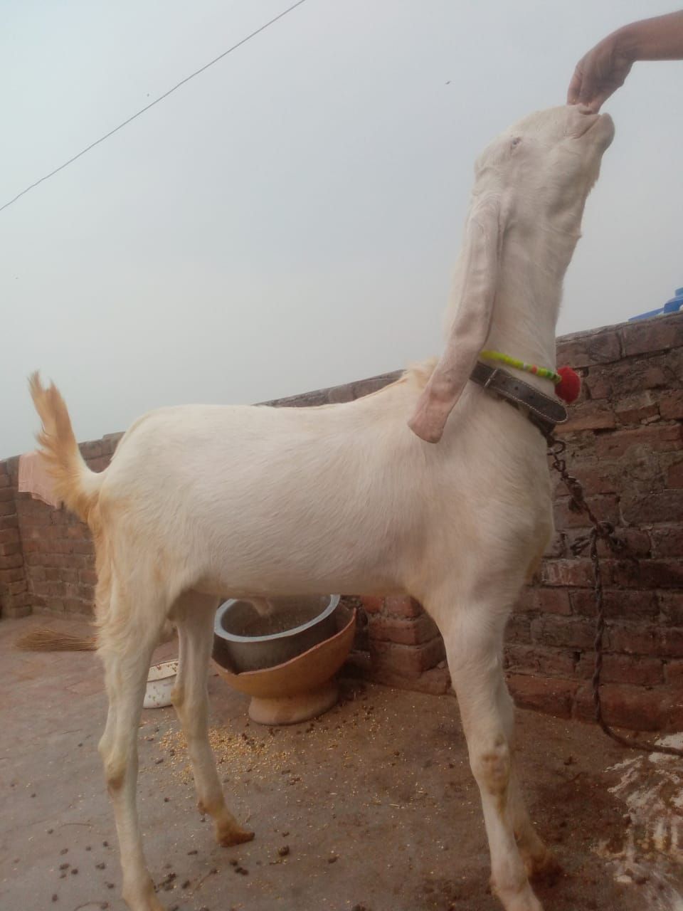 Rajan Puri bakra