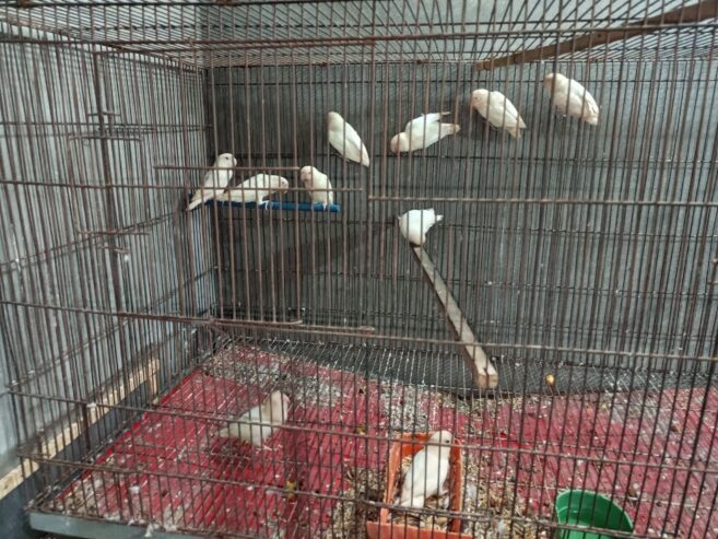 Albino red eyes
