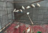 Albino red eyes