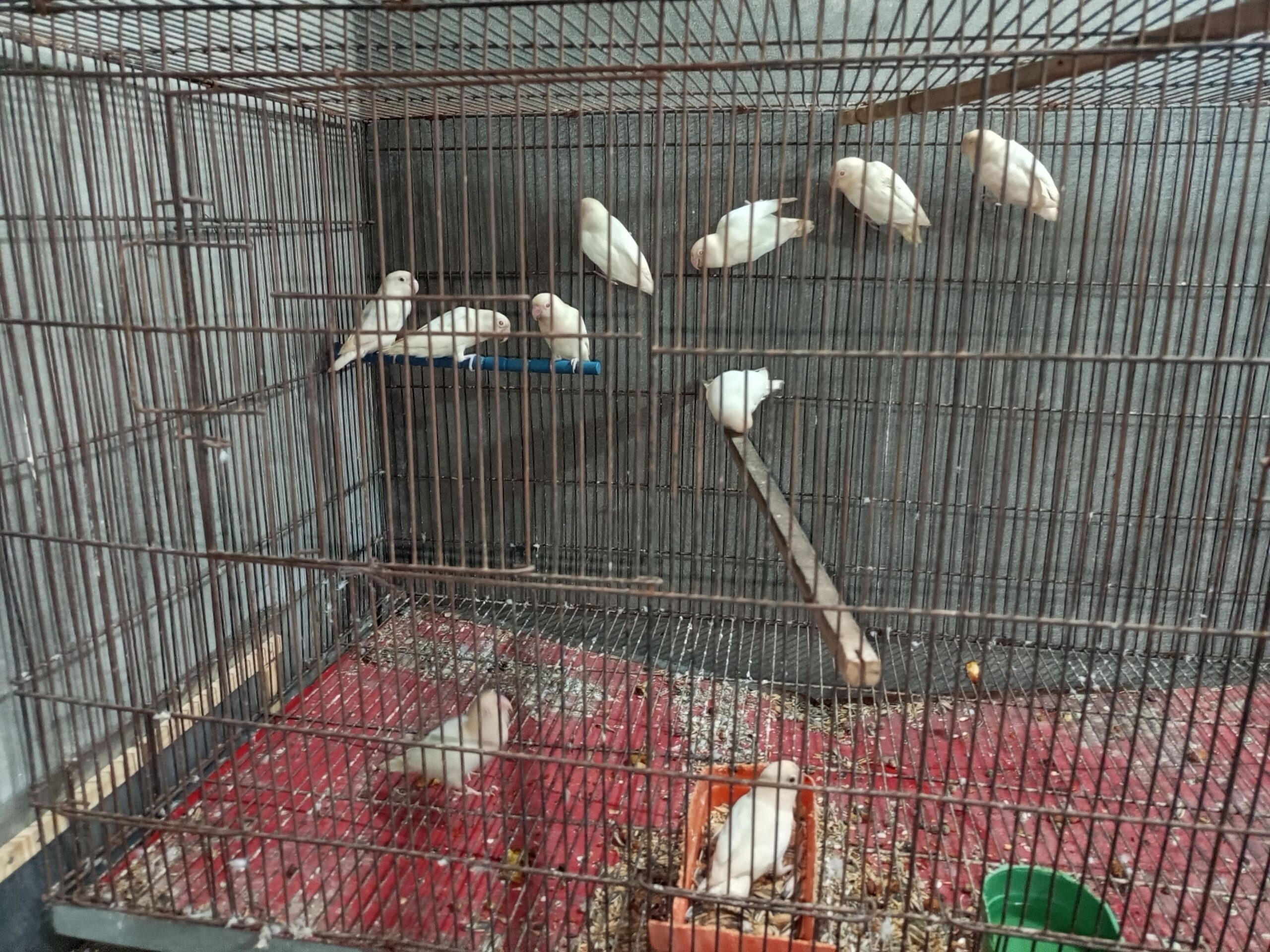 Albino red eyes