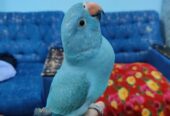 blue ringneck