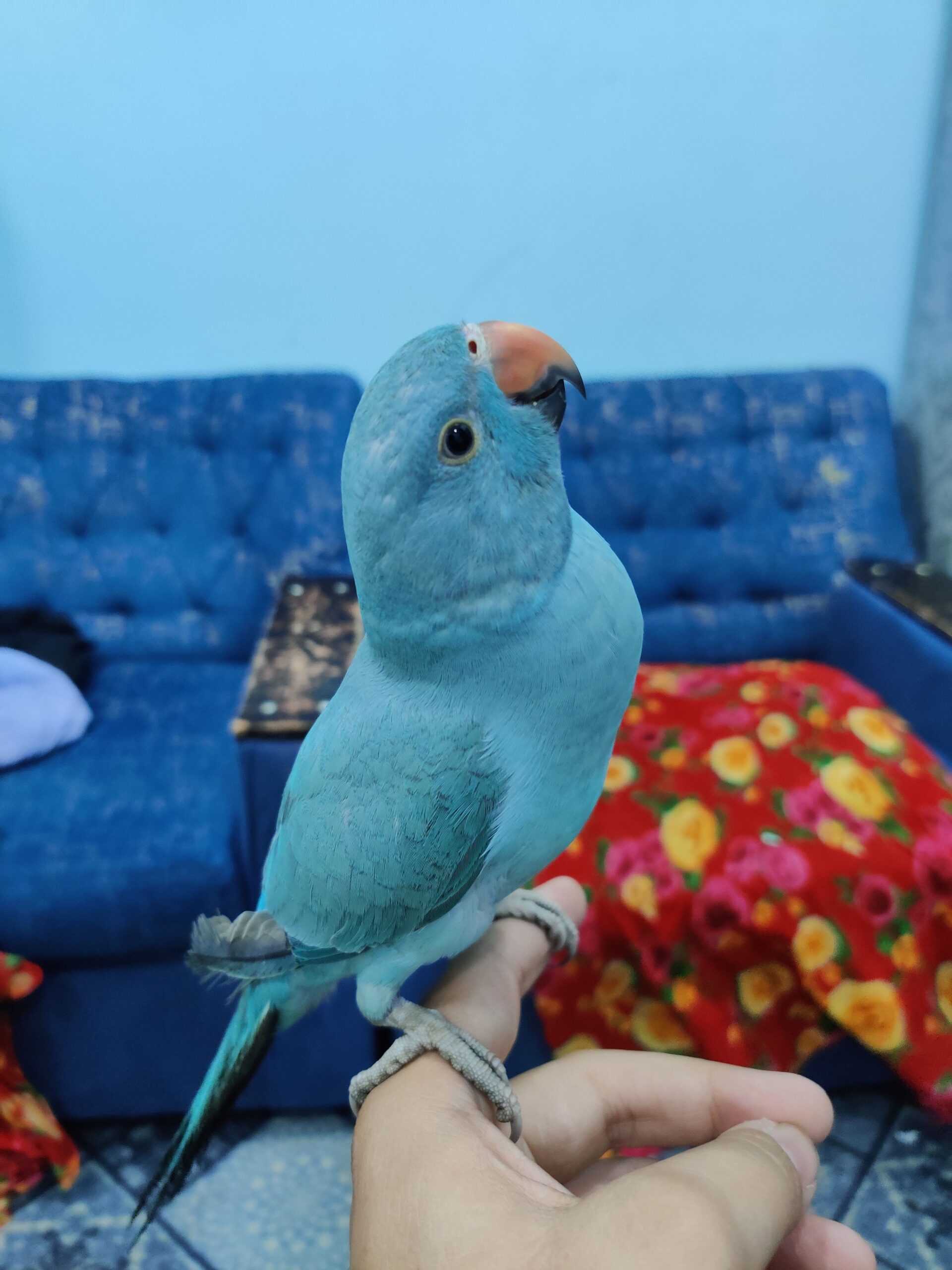 blue ringneck