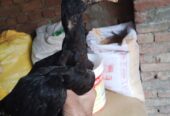 3manth age Thai x chiks four syle