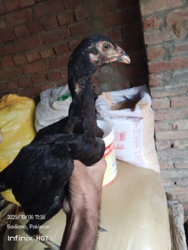 3manth age Thai x chiks four syle