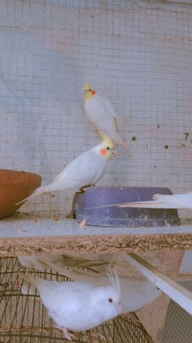 Cockatiels for sale contact number 0318 5557784