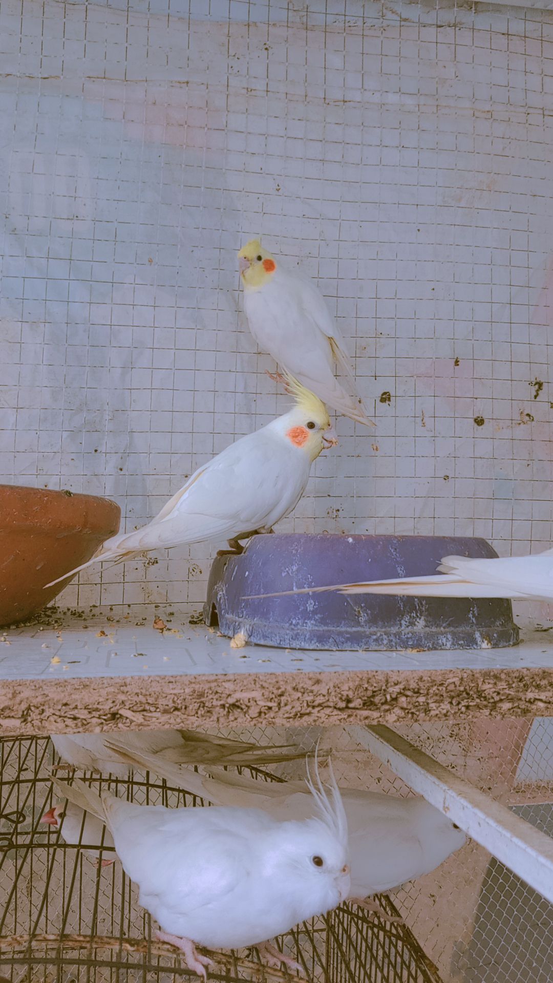 Cockatiels for sale contact number 0318 5557784