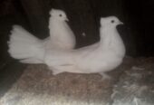 Peer h