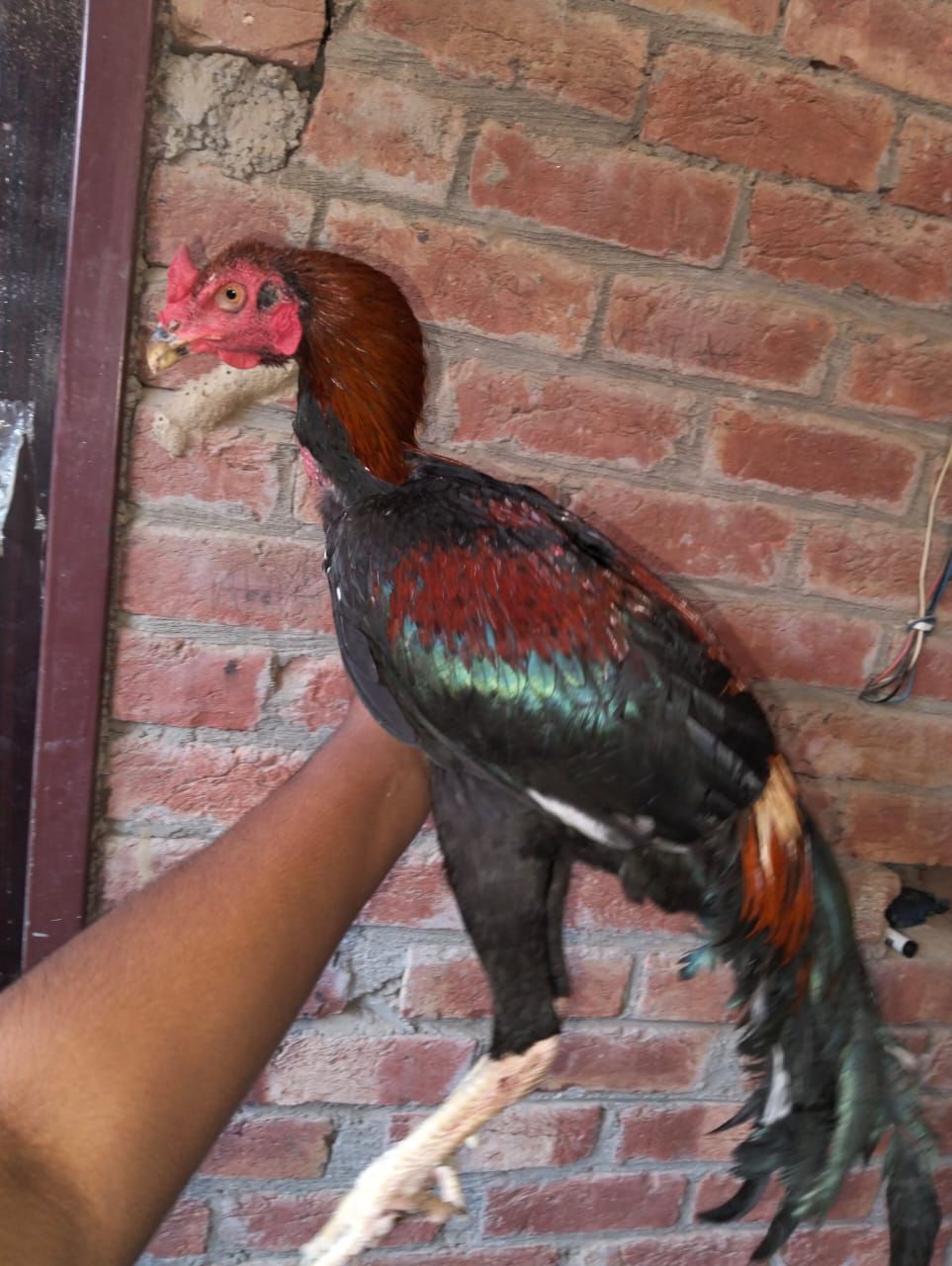 Pakistani and vait cross