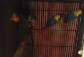 Love bird argunt for sale