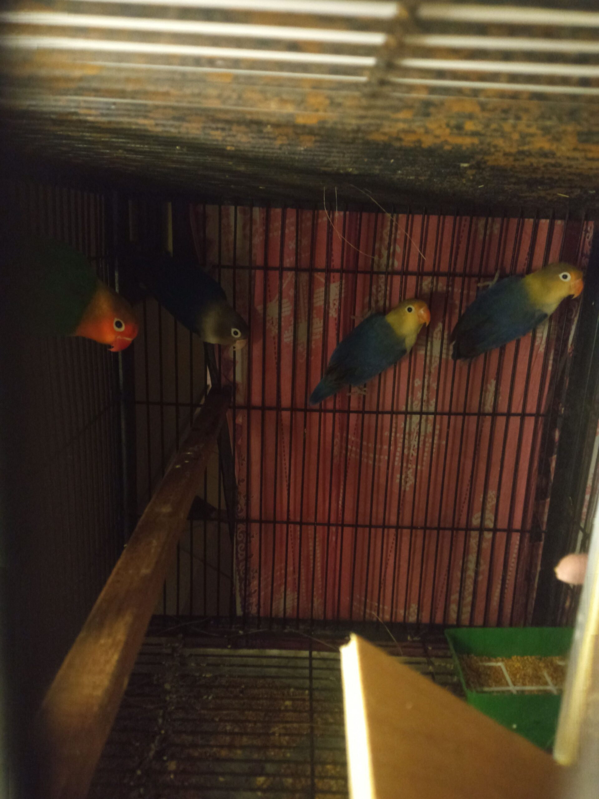 Love bird argunt for sale