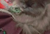 Persian female cat