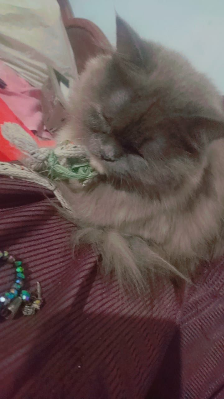 Persian female cat