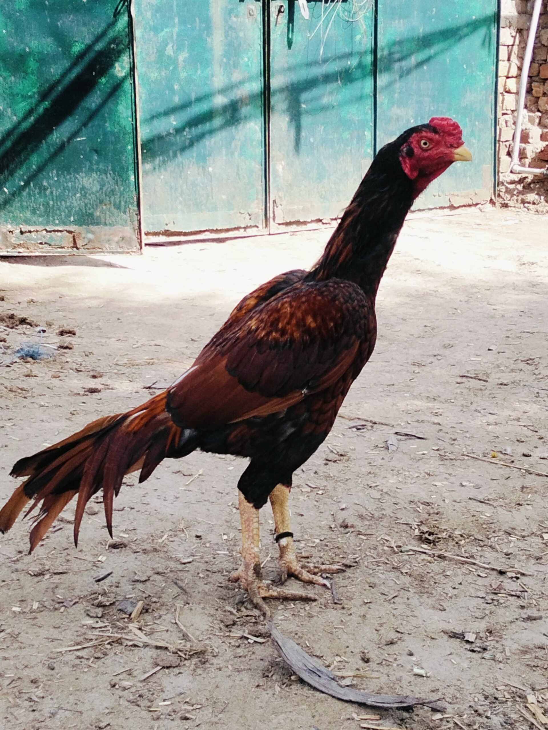 Aseel murgha