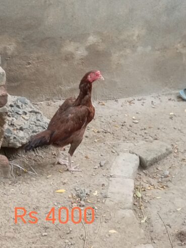 Pure Aseel for sale