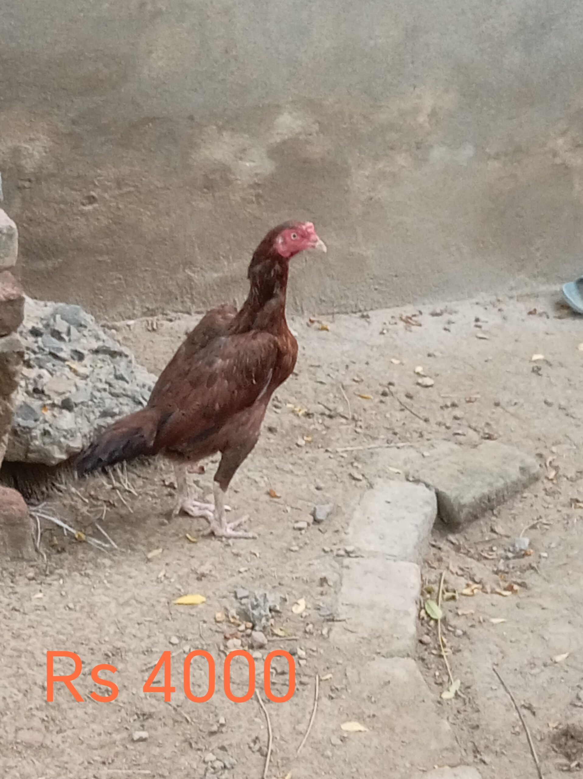 Pure Aseel for sale