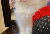Persian kitten(pair)