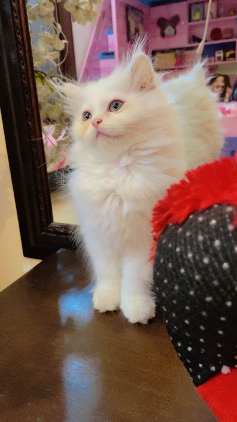 Persian kitten(pair)