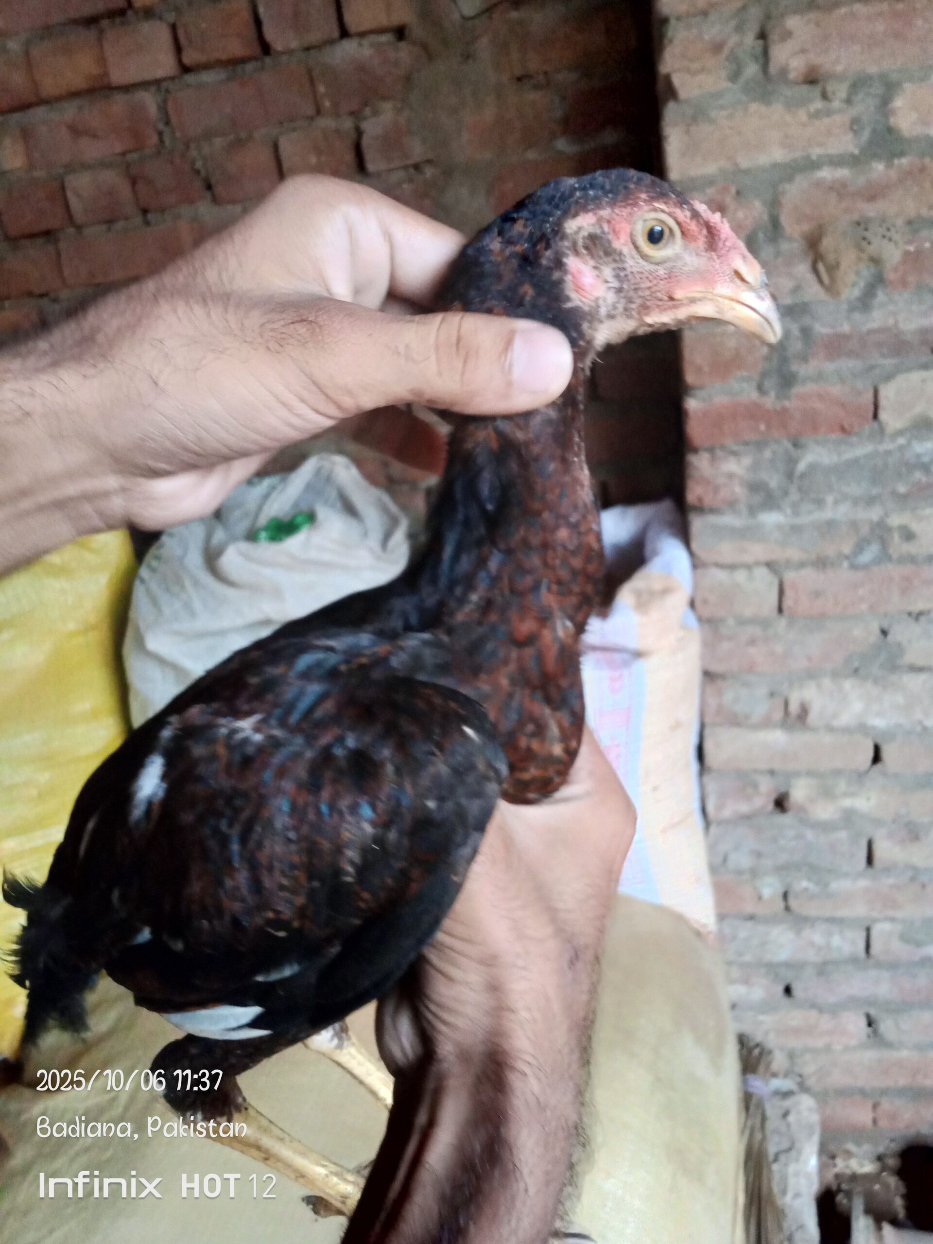 3manth age Thai x chiks four syle