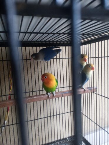 Love bird argunt for sale