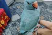 Blue ringneck