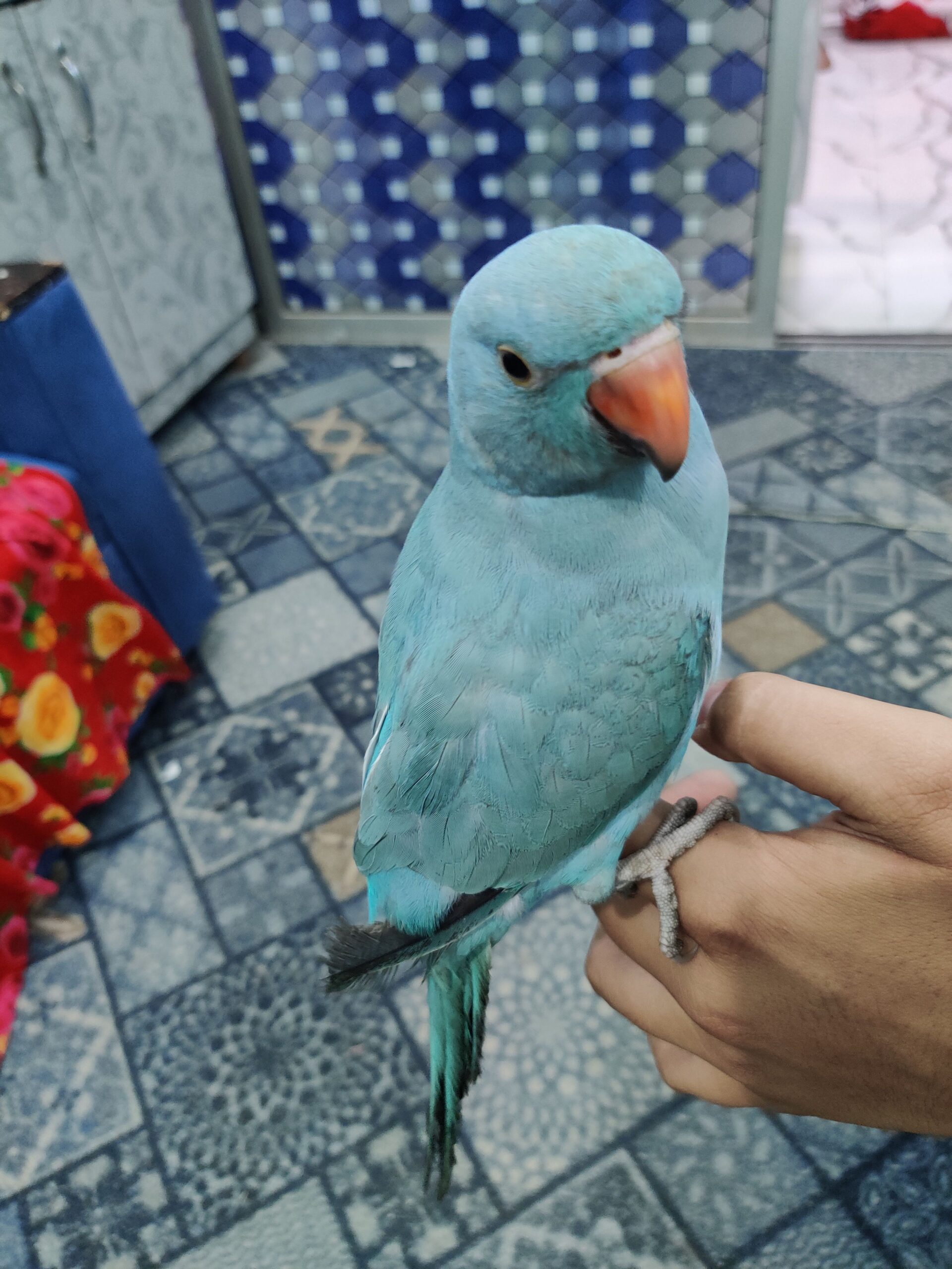 Blue ringneck