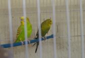 500 Sale sale Finches parrorts breeder pair