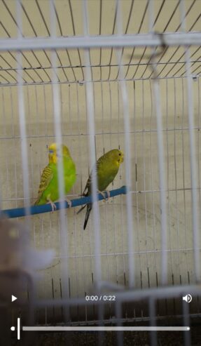 500 Sale sale Finches parrorts breeder pair